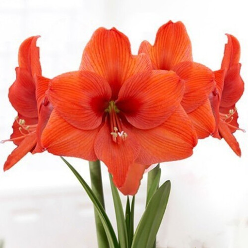 Amaryllis ORANGE SOVEREIGN. Large 36-38 Bulbs. 1