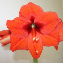 Amaryllis ORANGE SOVEREIGN. Large 36-38 Bulbs.