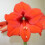 Amaryllis ORANGE SOVEREIGN. Large 36-38 Bulbs. 1