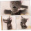 Plush Wolf Hand Puppet for Interactive Storytelling, Motor Skills and Communication, Versatile Use 4