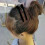 PARK (nero 10 pezzi) 10/20 pezzi Fermagli per capelli professionali in plastica per salone di bellezza 4