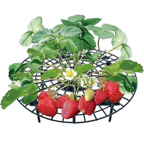 PARK (5 pezzi) 5/10/20 pezzi Supporto per fragole da balcone Supporto per frutta Pianta rampicante per 1