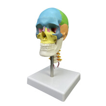 Anatomical Model with Cervical Vertebra Teaching Model for Human Anatomy Research, Life-Size Skull and Neck Structure