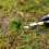 Hand Weeding Fork Manual Weed Extractor Stainless 4
