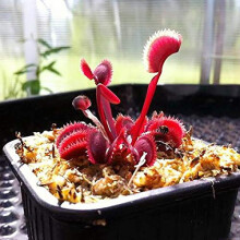 Venus Trap Seeds 100 Pieces Nepenthes Ornamental Plants for Balcony Dionaea Muscipula Magnoliophyta