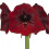 Amaryllis Benfica. Rich Dark Maroon. Size 36/38 3