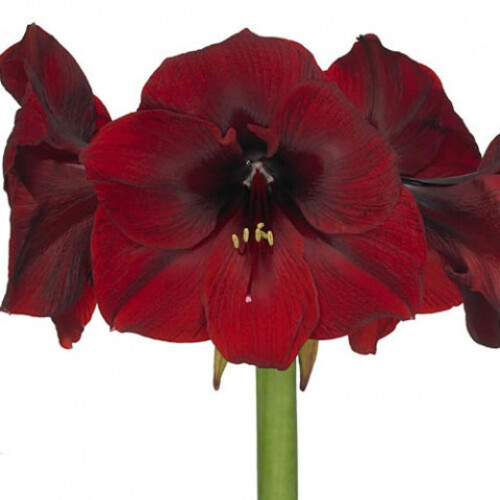 Amaryllis Benfica. Rich Dark Maroon. Size 36/38 2