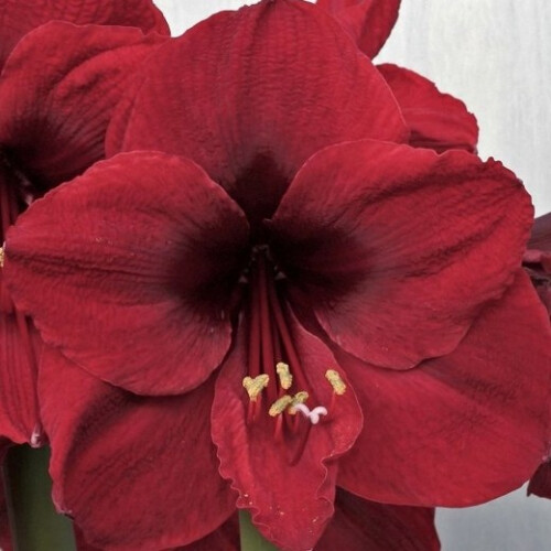 Amaryllis Benfica. Rich Dark Maroon. Size 36/38 1