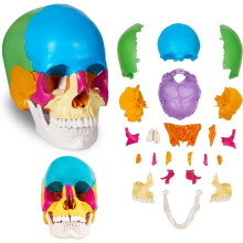 Life Size Human Skull Model with 22 Removable Pieces for Anatomy Study, Ideal for Medical Students and Professionals