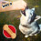 Purina Bonio The Original Biscuits Dog Food 12.5Kg 2