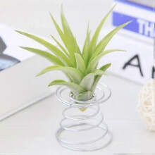Air Plant Tillandsia Ständer Halter Container Tabletop Tillandsia Pflanzer Schreibtisch Display Rack