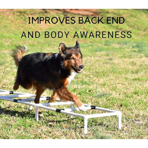 Agility Training Ladder for Dogs | Durable Dog Training Equipment | Adjustable Size for All Breeds 1