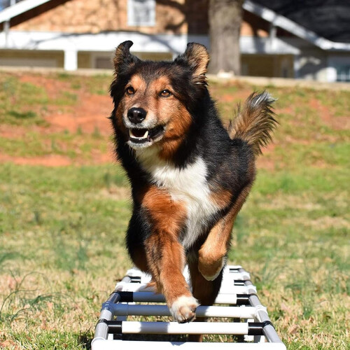 Agility Training Ladder for Dogs | Durable Dog Training Equipment | Adjustable Size for All Breeds 2