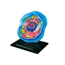 Tierzellen Puzzle Human Body Anatomical Model Educational Kit for Recovery Sciences 106 Pieces