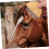 Horse Deshedding Tool for Large Animals, Ergonomic Design, Durable Material, Improves Circulation, Effective Coat Care 4