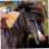 Horse Deshedding Tool for Large Animals, Ergonomic Design, Durable Material, Improves Circulation, Effective Coat Care 2