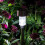 12 Pcs Solar Lichter Im Freien Garten Led Landschaft/Pathway Licht Weiß 2