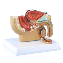 1:2 Male Pelvis Model with Sagittal Cut for Testicles, Prostate, Bladder, Rectal, and Urinary System Study
