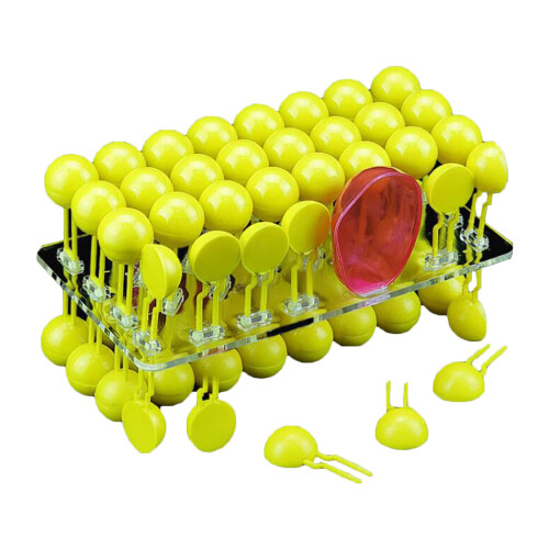 Cell Membrane Flow Mosaic Model for Biological Experiments - Educational Teaching Instrument, Durable Structure Model