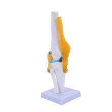 Human Knee Joint Model - Life Size Anatomical Simulation Model with Strap for Scientific Teaching and Education