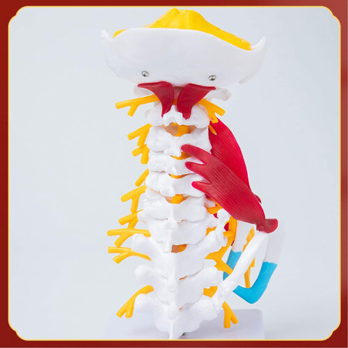 Cervical Spine Model for Anatomy Study, Detailed Muscle and Nerve Structures, Educational Learning Tool 2