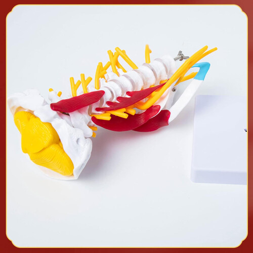 Cervical Spine Model for Anatomy Study, Detailed Muscle and Nerve Structures, Educational Learning Tool 1