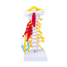 Cervical Spine Model for Anatomy Study, Detailed Muscle and Nerve Structures, Educational Learning Tool