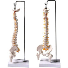 Human Anatomy Spine Model 45 cm 1/2 Life Size with Pelvis Femurs and Hanging Stand for Educational Medical Study