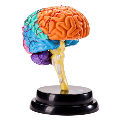 Human Brain Model Anatomical Disassembled Brain Anatomy Educational ...
