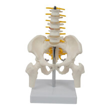 1:1 PVC Middle Lumbar Vertebrae Teaching Aid Life Size Human Pelvis Model for Anatomy Education and Training