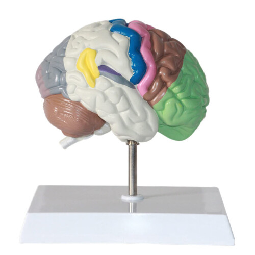 Human Brain Anatomy Model - Functional Partition Model, Half Brain ...