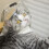 Cat Muzzle – Breathable Muzzle for Cats with Ear Care, Anti-Bite, Ideal for Bath and Grooming, Small 2