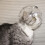 Cat Muzzle – Breathable Muzzle for Cats with Ear Care, Anti-Bite, Ideal for Bath and Grooming, Small 3