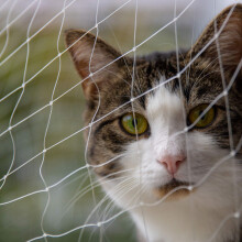 Cat Net for Balcony 4x3m, Outdoor Cat Protection Net for Balconies, Staircases, Windows, Pets - Invisible Design