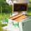 Beehive Inspection Bracket Set, 6 Lightweight Stand for Bee Boxes and Frames, Beginner Beekeeping Kit in Green 4