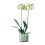 LSA International LSA Canopy Recycled Sustainable 13.5cm Glass Planter 2