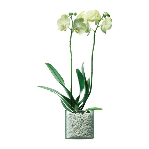 LSA International LSA Canopy Recycled Sustainable 13.5cm Glass Planter 1