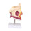 Human Nasal Cavity Model Realistic Human Throat Presentation Tools Anatomical Structure Teaching Aid 1