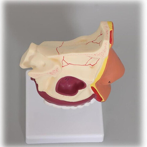 Human Nasal Cavity Model Realistic Human Throat Presentation Tools Anatomical Structure Teaching Aid 2