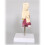 Human Nasal Cavity Model Realistic Human Throat Presentation Tools Anatomical Structure Teaching Aid 2