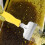 Beekeeping Uncapping Fork Tool - Stainless Steel Bee Fork for Honey Comb, 1 Piece, Durable and Ergonomic Design 4