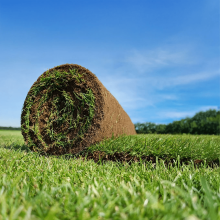 (Rolawn® Medallion® Premium Lawn Turf - 30msq) Rolawn Medallion Premium Lawn Turf