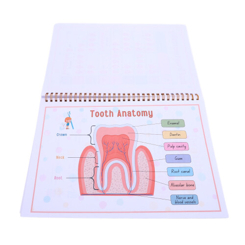 Human Body Anatomy Book for Toddlers Interactive 2