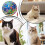 Cats Water Play Mat Foldable Pet Water Bed Play Mat Interactive Mat For Small Medium Large Cats Dolphin 3