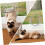 Transparent Cat Flap for Pets, Secure and Controllable Entry, Easy Installation, Ideal for Home Use, Durable Material 2