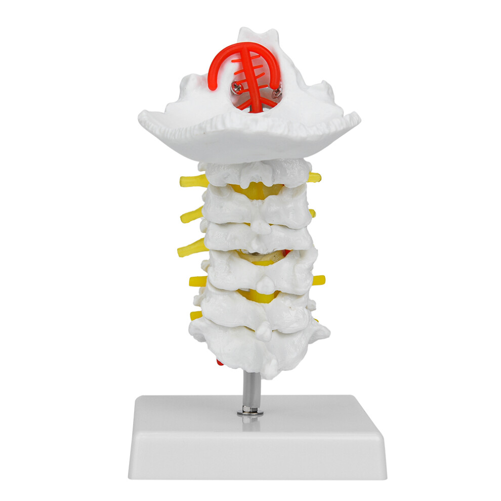 1:1 Human Cervical Vertebra Arteria Spine Spinal