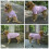 Camicia da cagnolcini per cani da pet 5