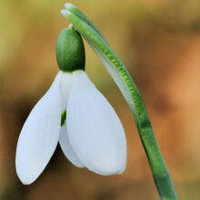 1000 X Common Snowdrop Bulbs Freshly Lifted Bulbs Plant Now for Flowers in Spring Galanthus nivalis Eurobulbs UK Grown in The UK 1000