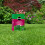 MG MP Grass Seed 480G DU 119730 3
