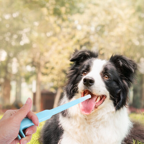 Push Medizinspender ABS Haustier Spritze Sicher Einfach Blau 2